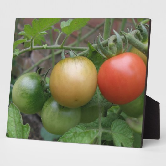 Traffic Light Tomaten Plaque Fotoplaat (Zijkant)