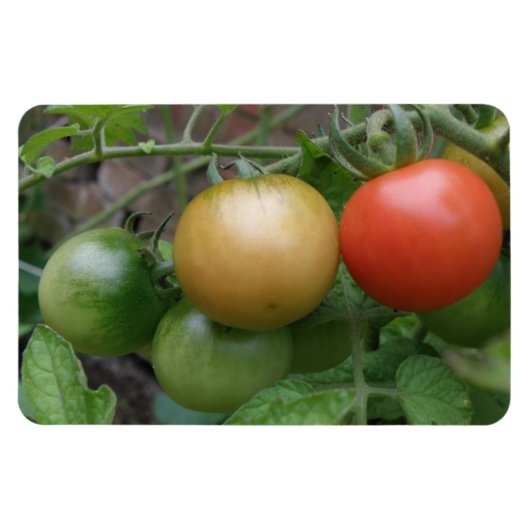Traffic Light Tomaten Premium Magnet Magneet (Horizontaal)