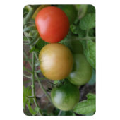 Traffic Light Tomaten Premium Magnet Magneet (Verticaal)