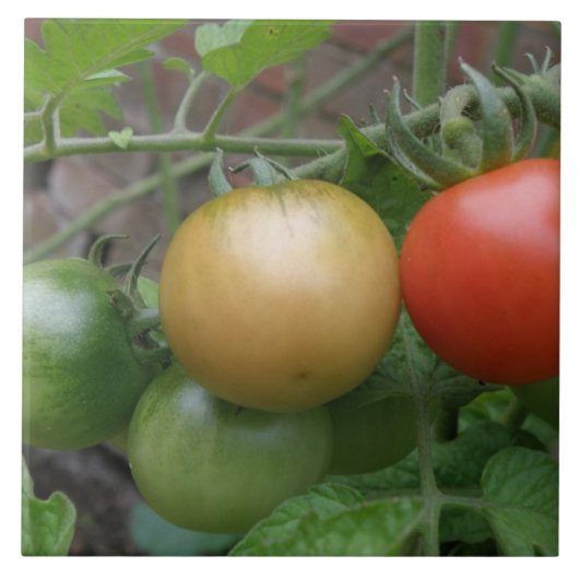 Traffic Light Tomaten Tile Tegeltje (Voorkant)