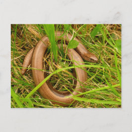 Trage worm Briefkaart