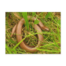 Trage worm Briefkaart