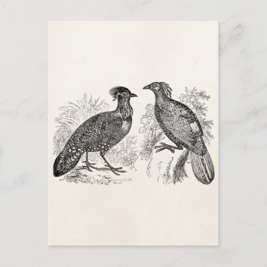 Tragopan Pheasant Impeyan Bird van Hasting Briefkaart (Voorkant)
