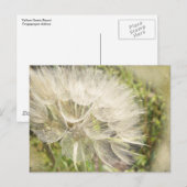 Tragopogon dubius - Gele geitenbaard Briefkaart (Voorkant / Achterkant)