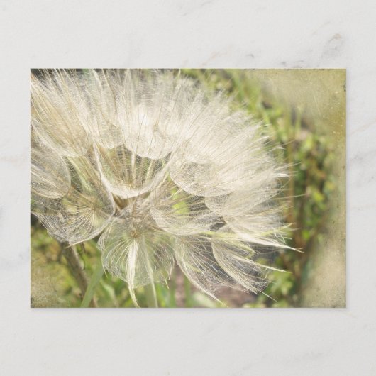 Tragopogon dubius - Gele geitenbaard Briefkaart (Voorkant)