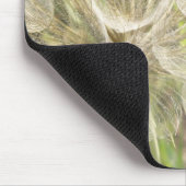 Tragopogon dubius - Gele geitenbaard Muismat (Hoek)