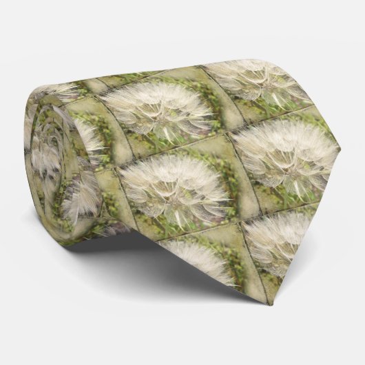 Tragopogon dubius - Gele geitenbaard Stropdas (Opgerold)