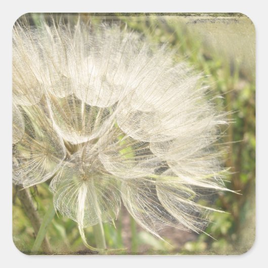 Tragopogon dubius - Gele geitenbaard Vierkante Sticker (Voorkant)
