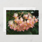 Trail Begonia Briefkaart (Voorkant / Achterkant)