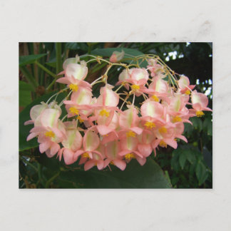 Trail Begonia Briefkaart