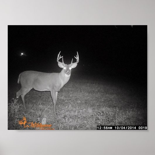 Trail Camera Buck Poster (Voorkant)