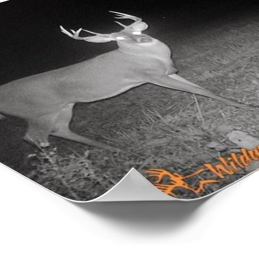 Trail Camera Buck Poster (Hoek)