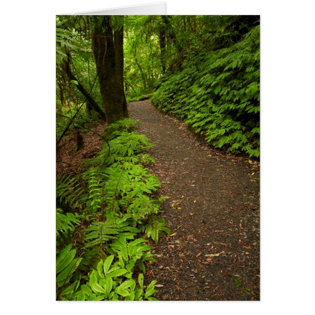 Trail door het bos (Voorkant)