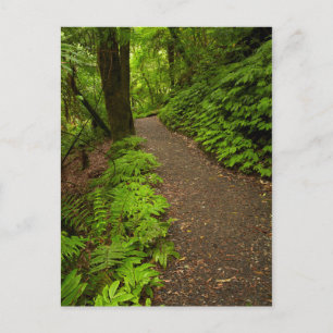 Trail door het bos briefkaart