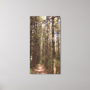 Trail in a Pine Tree Forest Photo Canvas Afdruk