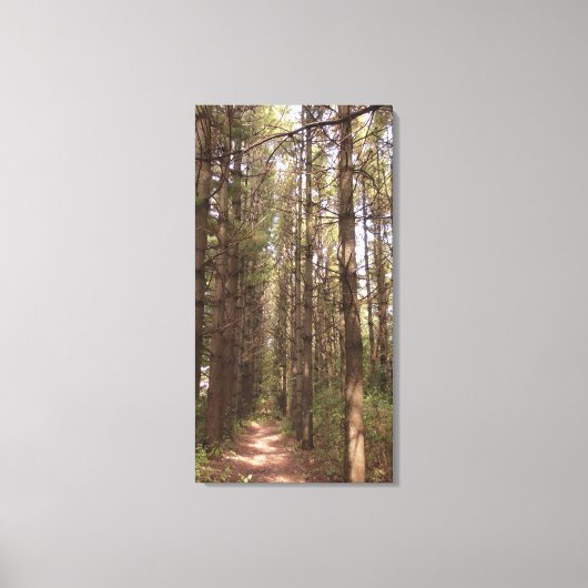 Trail in a Pine Tree Forest Photo Canvas Afdruk (Voorkant)