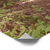 Trail in a Pine Tree Forest Photo Poster (Hoek)