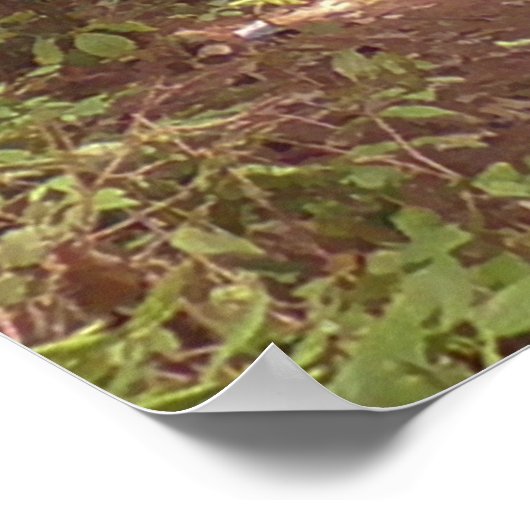 Trail in a Pine Tree Forest Photo Poster (Hoek)