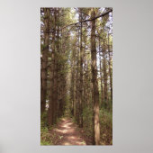 Trail in a Pine Tree Forest Photo Poster (Voorkant)