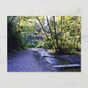 Trail in Fern Canyon, Prairie Creek - Redwood S Briefkaart
