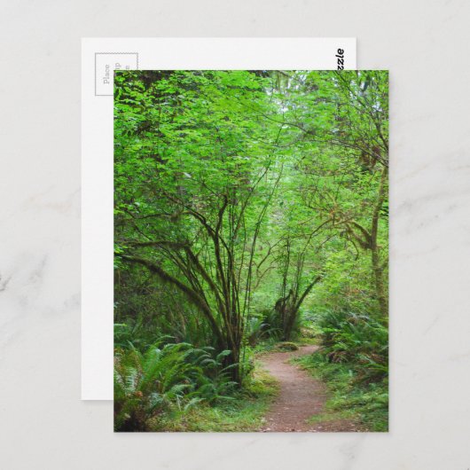 Trail in het mammoetbos briefkaart (Voorkant / Achterkant)