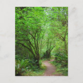 Trail in het mammoetbos briefkaart (Voorkant)