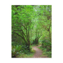 Trail in het mammoetbos