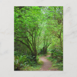 Trail in het mammoetbos briefkaart