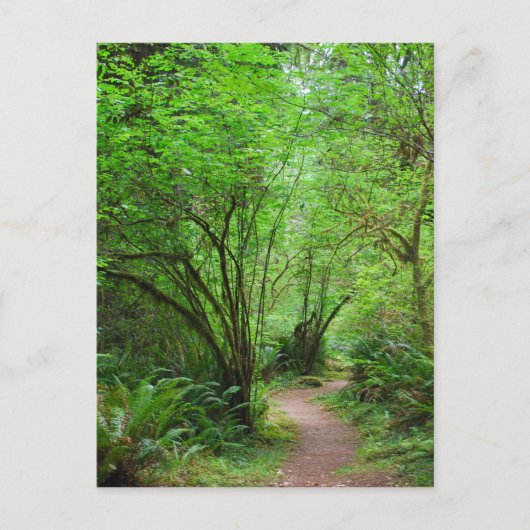 Trail in het mammoetbos briefkaart (Voorkant)