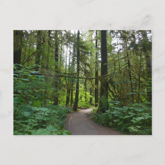 Trail naar Marymere Falls I Briefkaart (Voorkant)