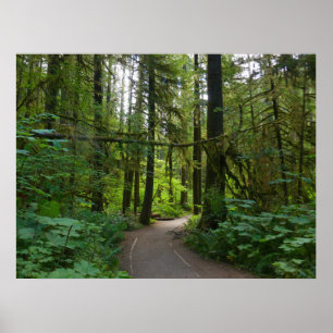 Trail naar Marymere Falls I Poster