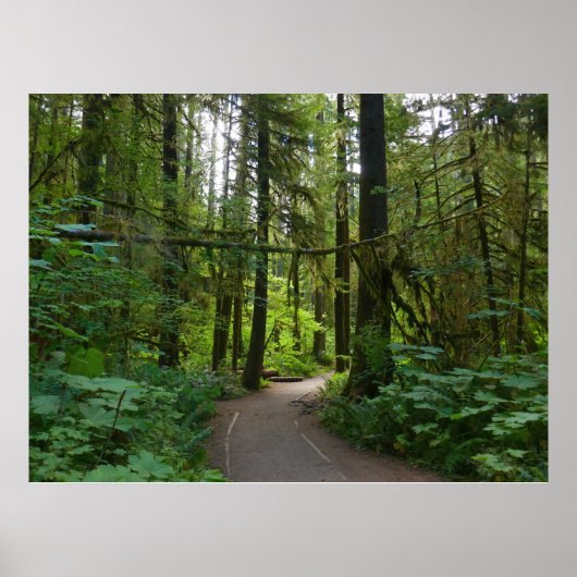 Trail naar Marymere Falls I Poster (Voorkant)