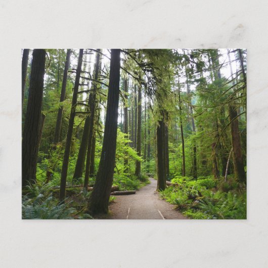 Trail naar Marymere Falls II Briefkaart (Voorkant)