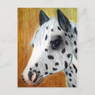 "Trail Ride" Appallosa Horse Briefkaart