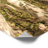 Trail Through Birches Poster (Hoek)