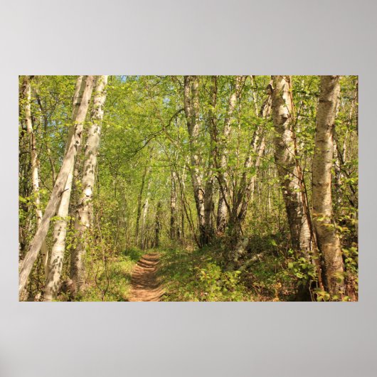Trail Through Birches Poster (Voorkant)