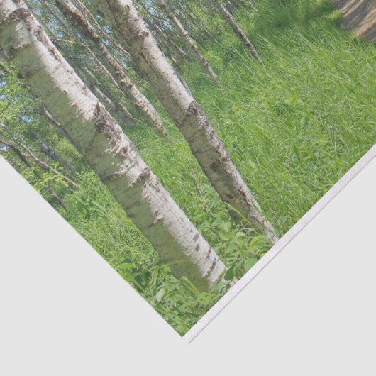 Trail Trough Tissuepapier (Detail)