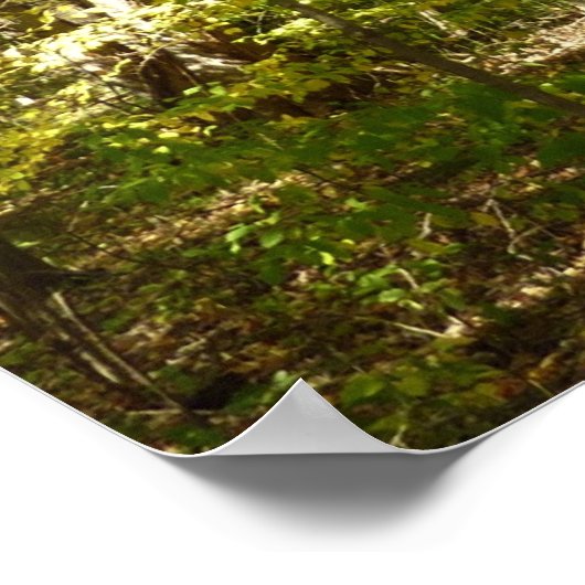 Trail van het Kittamaquandi-meer in Columbia Maryl Poster (Hoek)