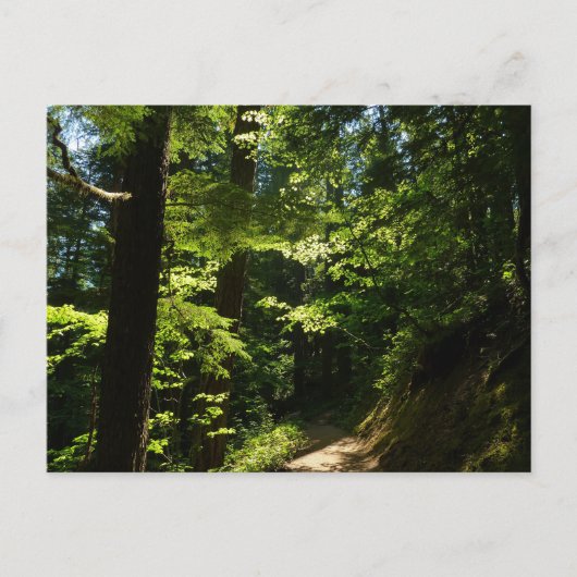 Trail vanaf Silver Herfsten Briefkaart (Voorkant)