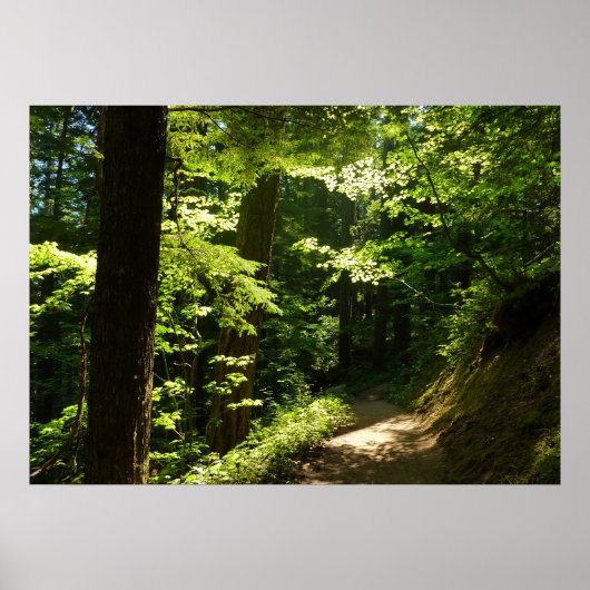 Trail vanaf Silver Herfsten Poster (Voorkant)