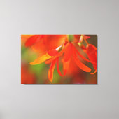 Trailend Oranje Begonia Canvas Afdruk (Voorkant)