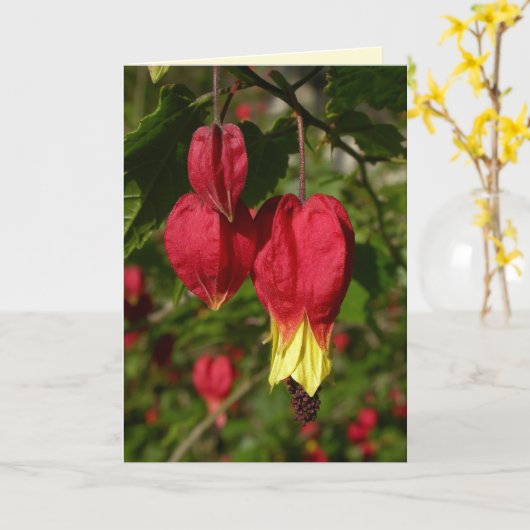 trailing-abortus kaart (Gele Bloem)