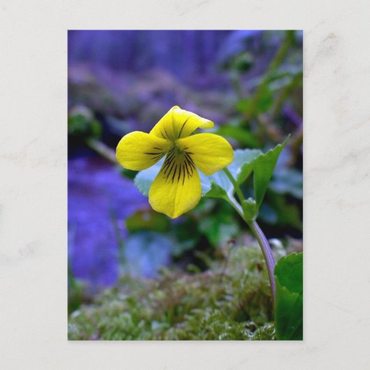 Trailing Geel Violet 01 Briefkaart (Voorkant)