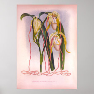 Trailing Orchids -Cypripedium Selenipedium Poster