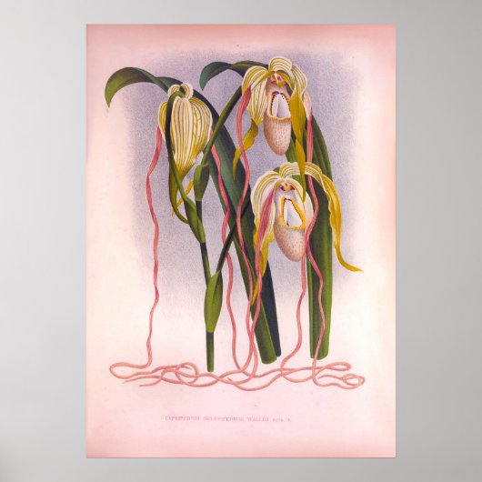 Trailing Orchids -Cypripedium Selenipedium Poster (Voorkant)