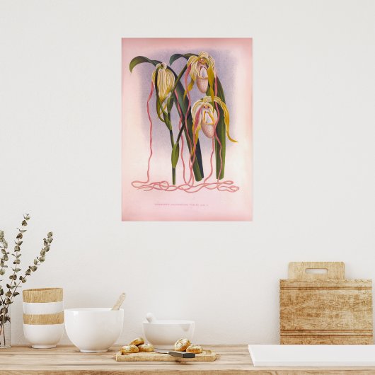 Trailing Orchids -Cypripedium Selenipedium Poster (Keuken)
