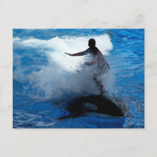 Trainer die op orca foto van killerwalvis rijdt briefkaart