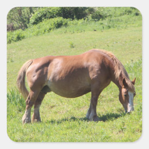 Trait Bretonse paard Vierkante Sticker