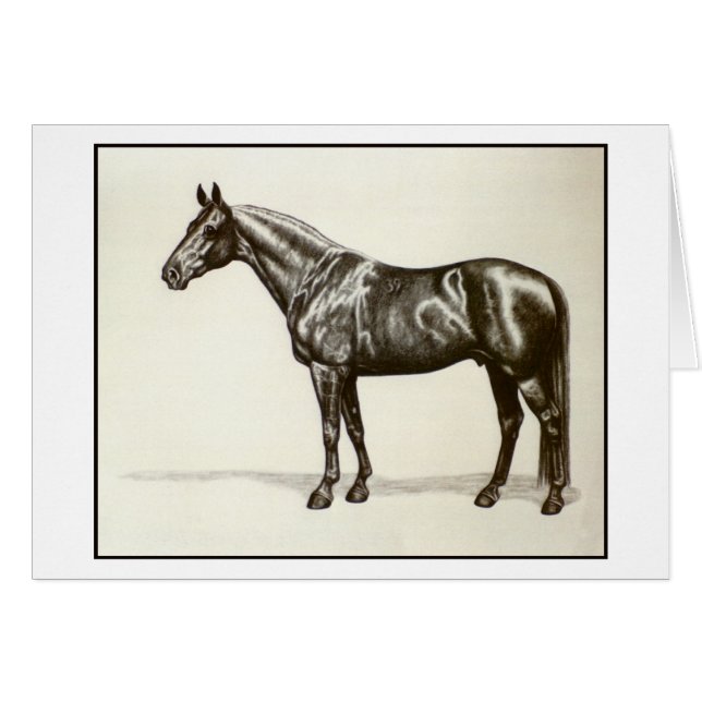 Trakehner Stallion (Voorkant Horizontaal)