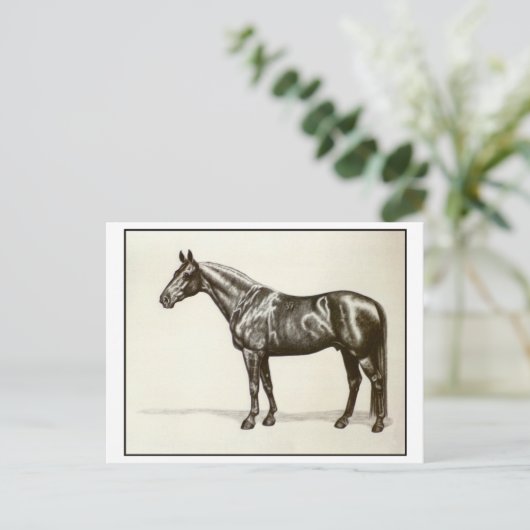 Trakehner Stallion Briefkaart (Staand voorkant)